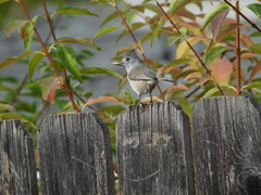 Baeolophus inornatus