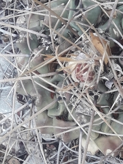 Thelocactus rinconensis