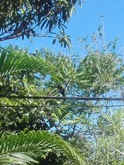 Eudynamys scolopaceus