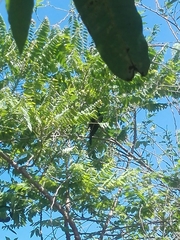 Eudynamys scolopaceus