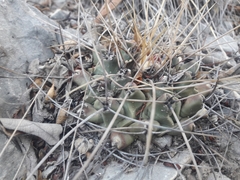 Thelocactus rinconensis