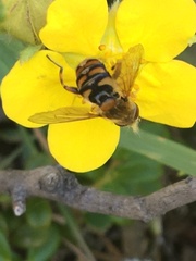 Parhelophilus obsoletus