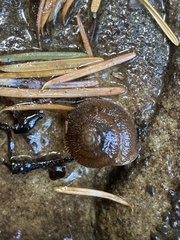 Vespericola armigera