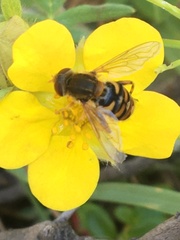 Parhelophilus obsoletus