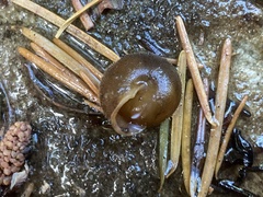 Vespericola armigera