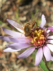 Parhelophilus obsoletus