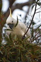 Cacatua galerita galerita
