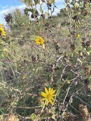 Grindelia adenodonta