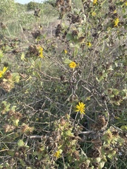 Grindelia adenodonta