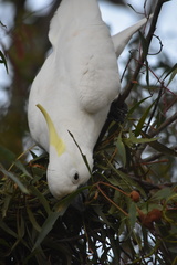 Cacatua galerita galerita