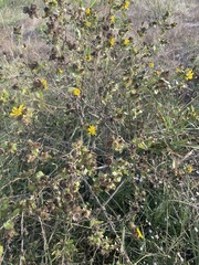 Grindelia adenodonta