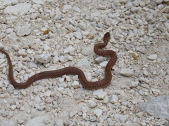Zamenis lineatus