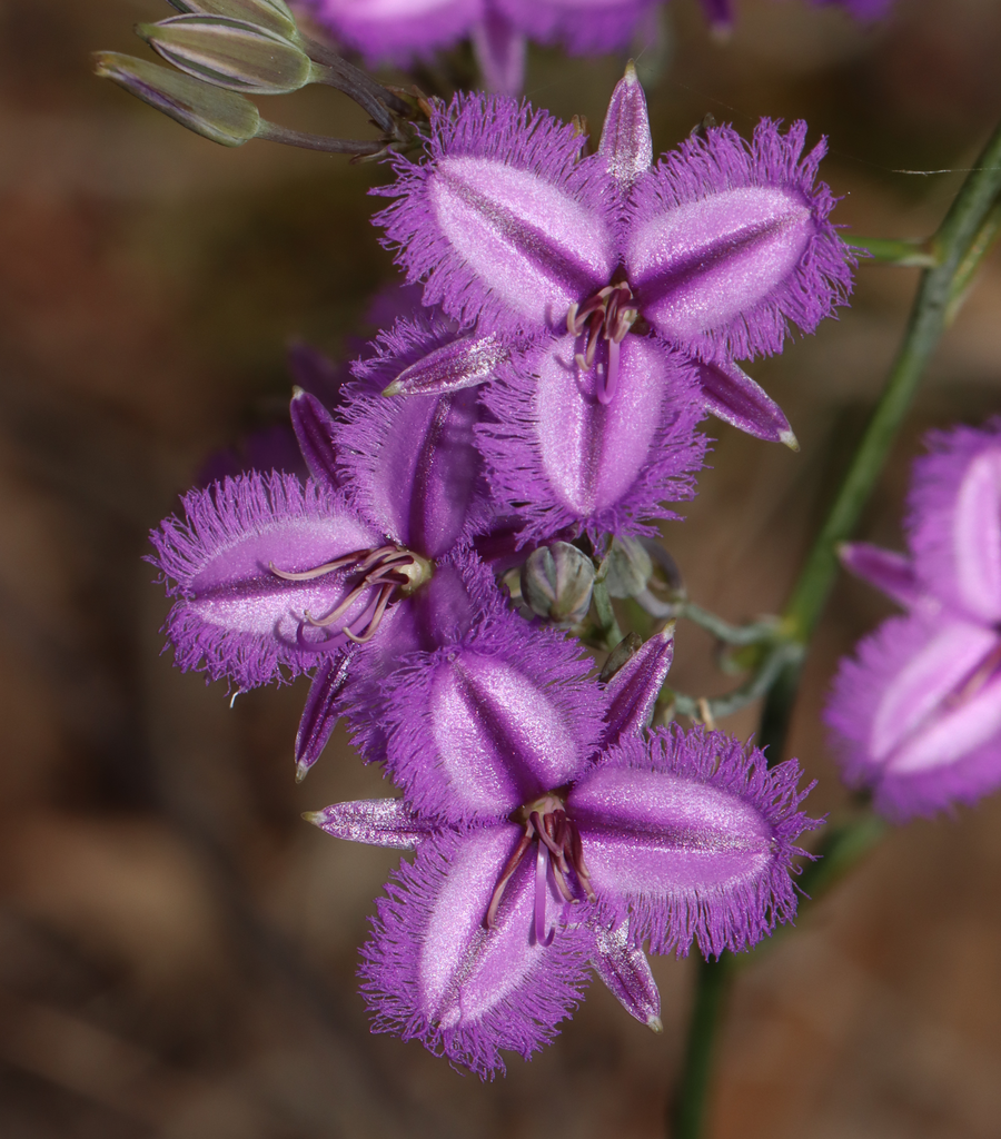 Thysanotus thyrsoideus from Carmel WA 6076, Australia on October 17 ...