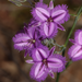 Thysanotus thyrsoideus - Photo (c) robert davis, some rights reserved (CC BY-NC), uploaded by robert davis