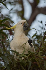 Cacatua galerita galerita
