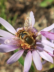 Parhelophilus obsoletus