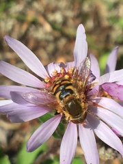 Parhelophilus obsoletus