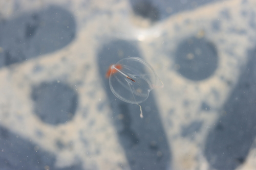 photo of Pacific Sea Gooseberry (Pleurobrachia bachei)