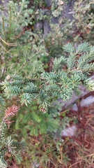 Abies vejarii