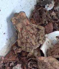 Duttaphrynus melanostictus