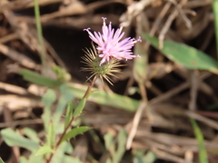 Tricholepis amplexicaulis
