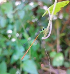 Leptobasis vacillans