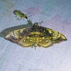 Pantographa