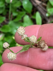 Antennaria racemosa