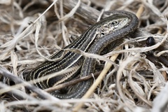 Pseudemoia pagenstecheri