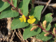 Crotalaria hebecarpa