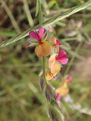 Alysicarpus pubescens