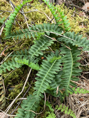 Polypodium hesperium
