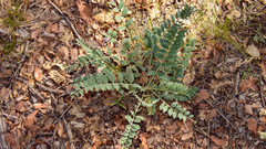 Astragalus mollissimus