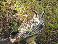 Bubo bengalensis