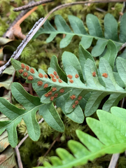 Polypodium hesperium