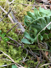 Polypodium hesperium