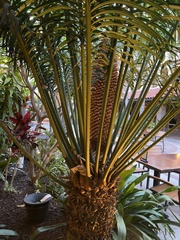 Cycas