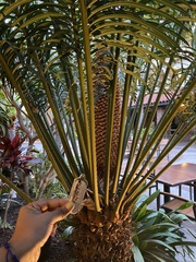 Cycas