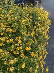 Lantana