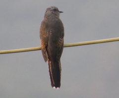 Cacomantis merulinus