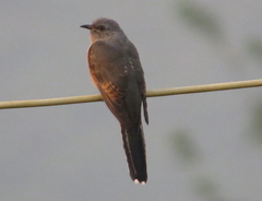 Cacomantis merulinus