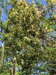 Pithecellobium unguis-cati