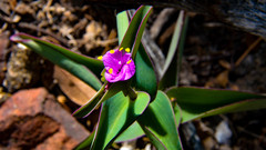 Tradescantia pallida