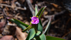 Tradescantia pallida