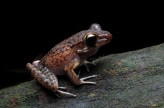 Pulchrana baramica