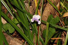 Viola banksii