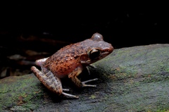 Pulchrana baramica
