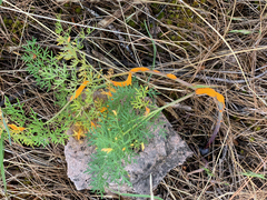 Puccinia jonesii