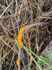 Puccinia jonesii