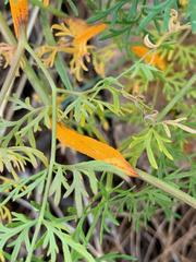 Puccinia jonesii
